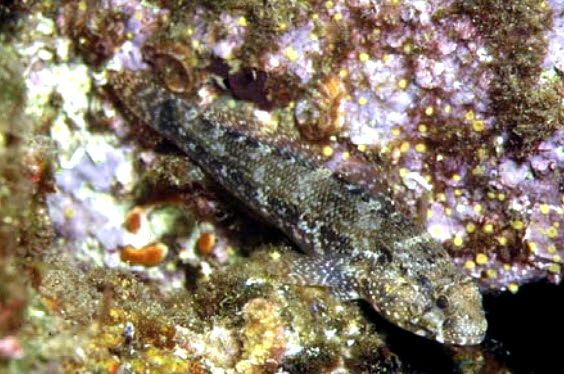 Gobius paganellus_2854